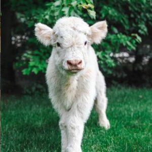 Home tropical breeze