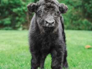 brodie bull calf