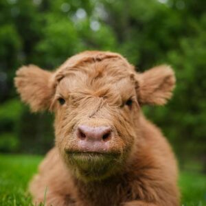 Home eileen heifer calf