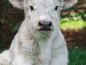 heather heifer calf