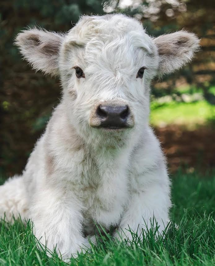 heather heifer calf