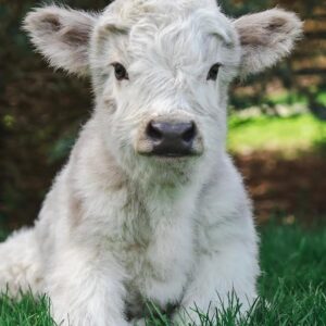 Home heather heifer calf