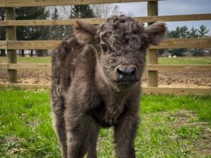 malcolm bull calf