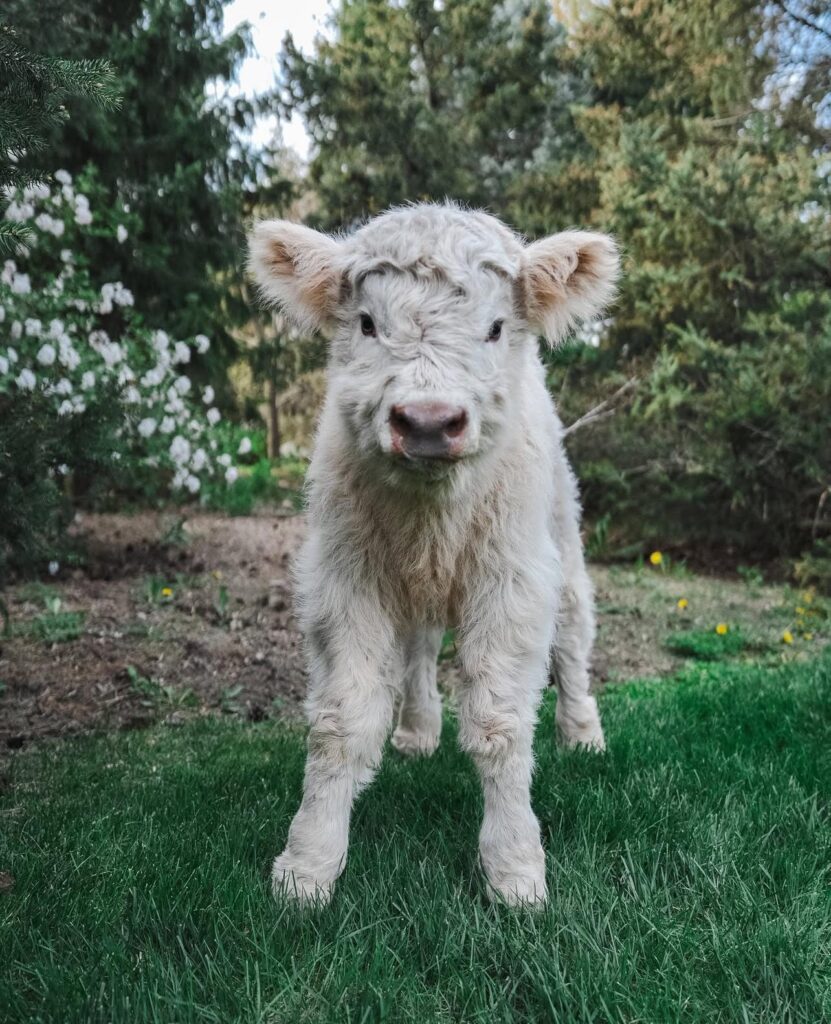 mini highland cow care guide