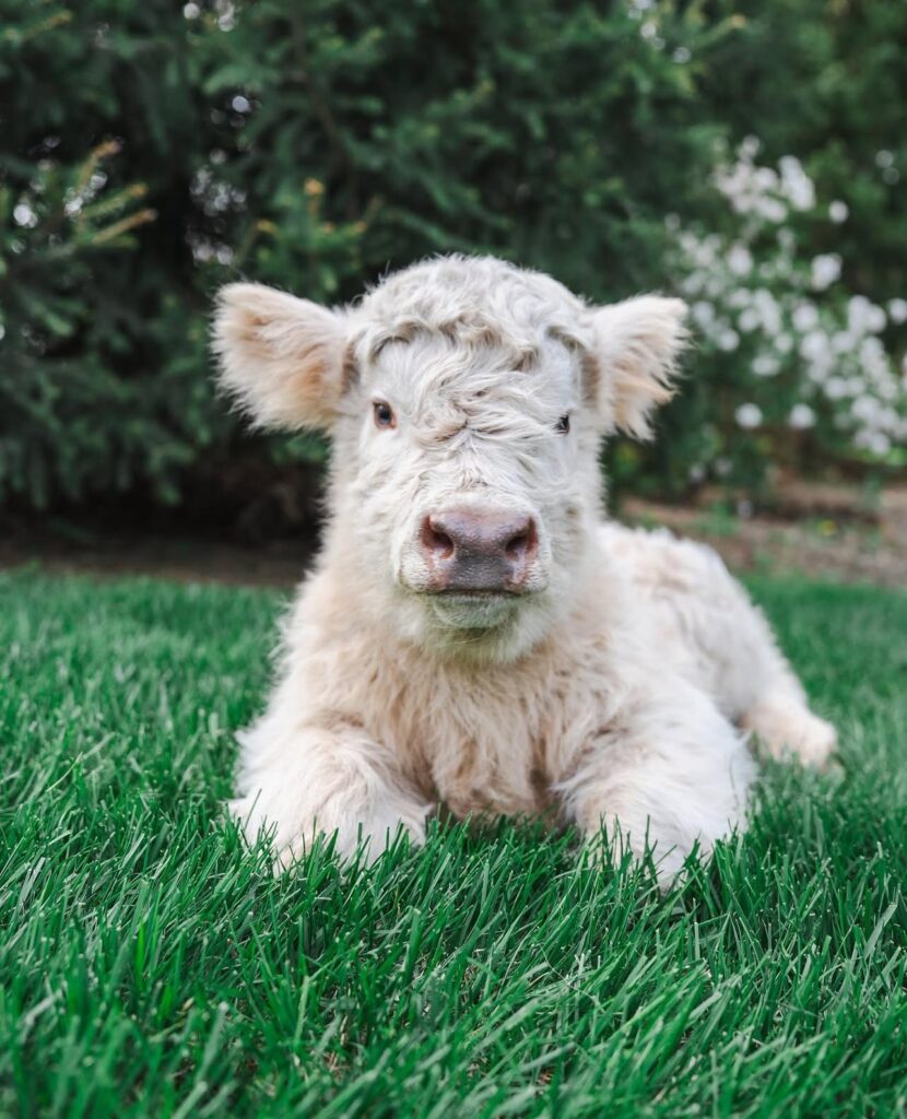 how to care for a mini highland cow