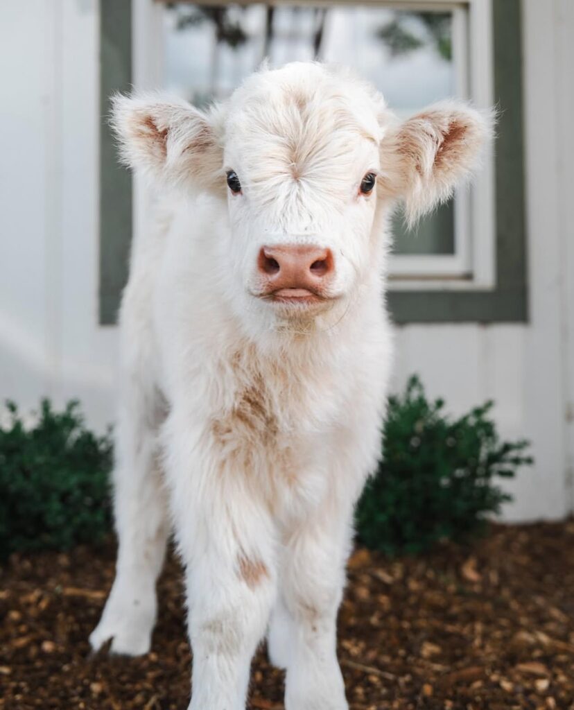 mini highland cow price