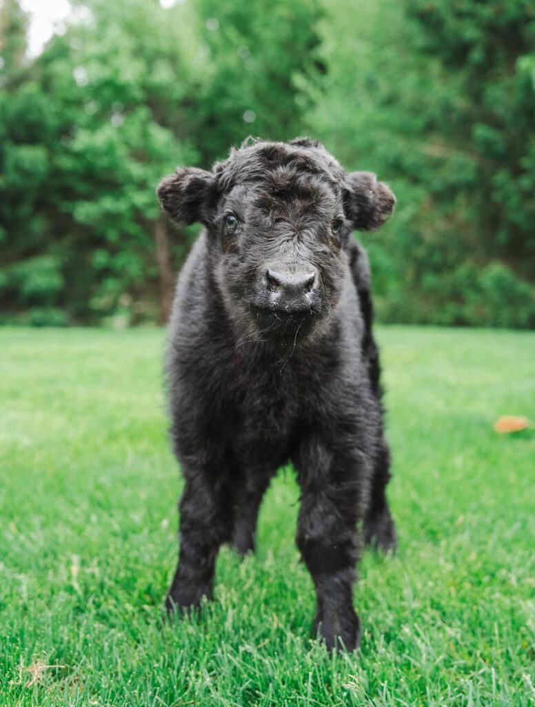 mini highland cow for sale