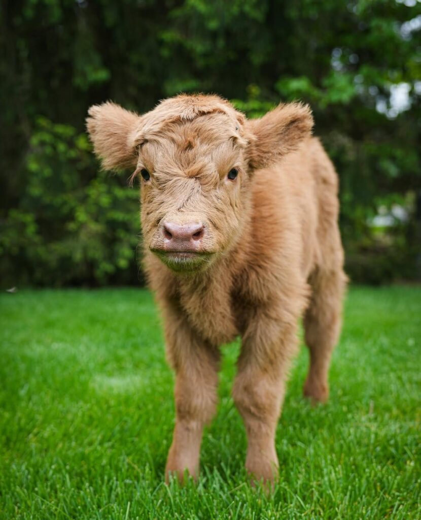 mini highland cow lifespan