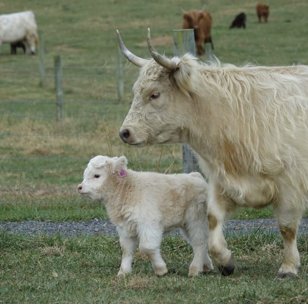 mini highland cow breeding guide