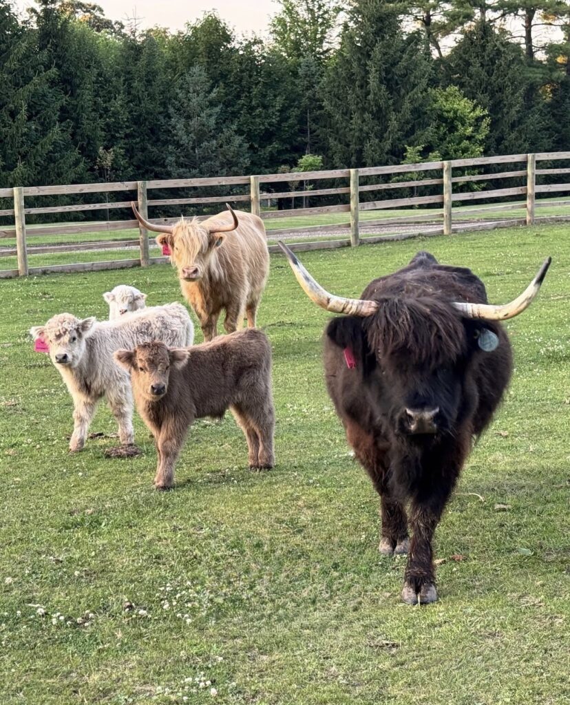mini highland cow grooming guide
