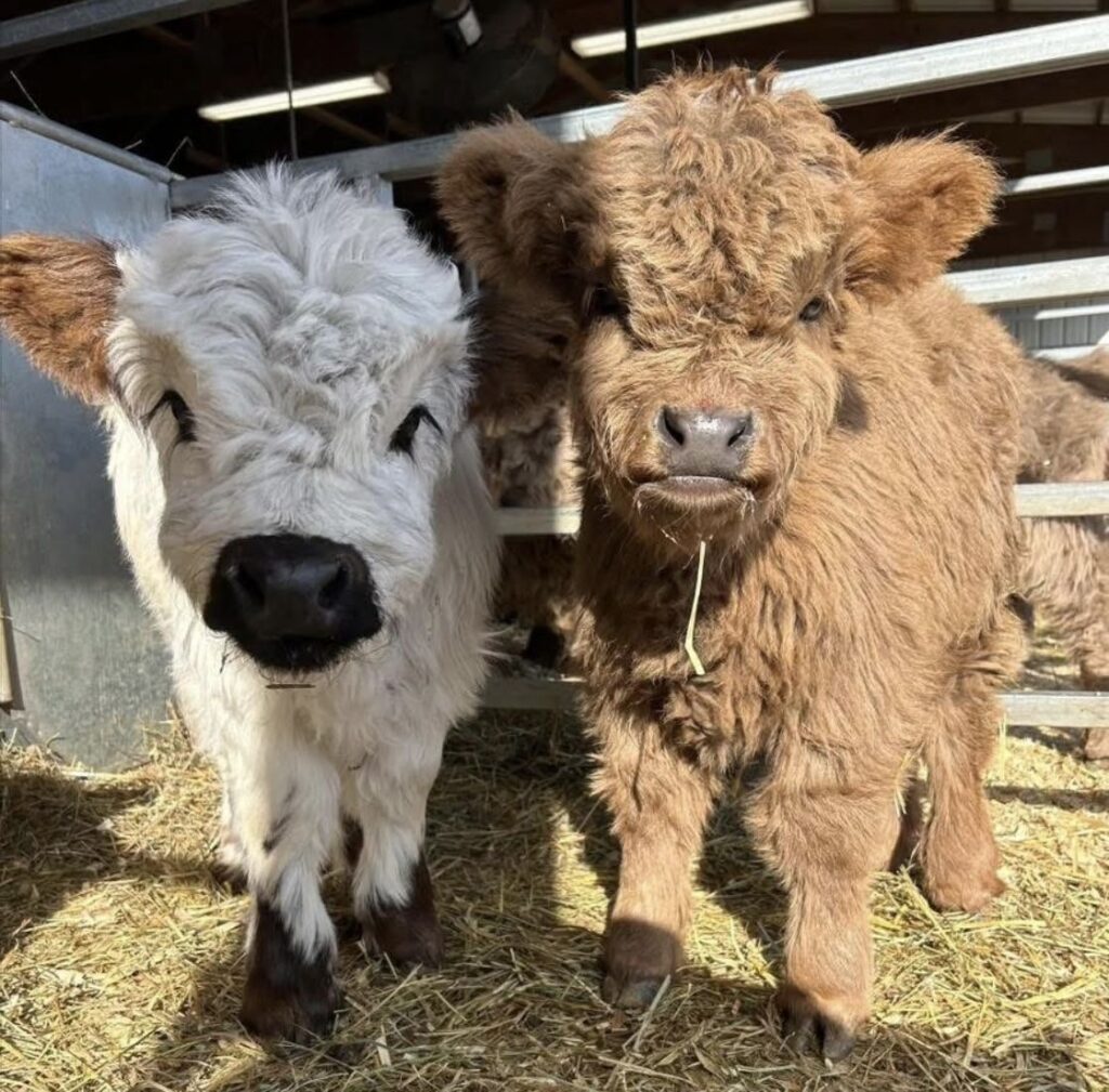 mini highland cow health checklist