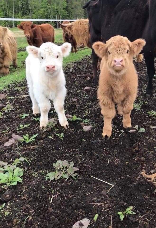 mini highland cow pasture management