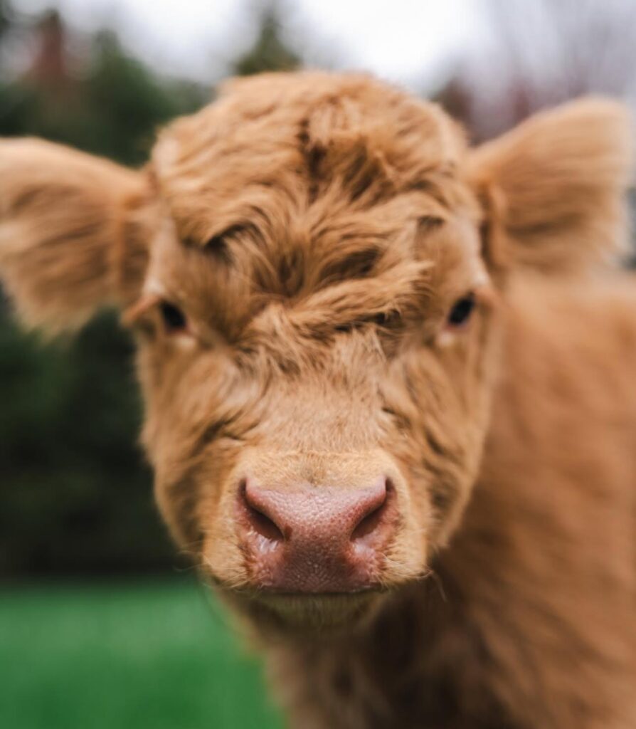 mini highland cows for beginners