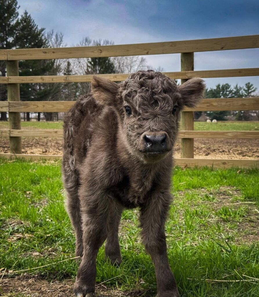 mini highland cows for sale near me