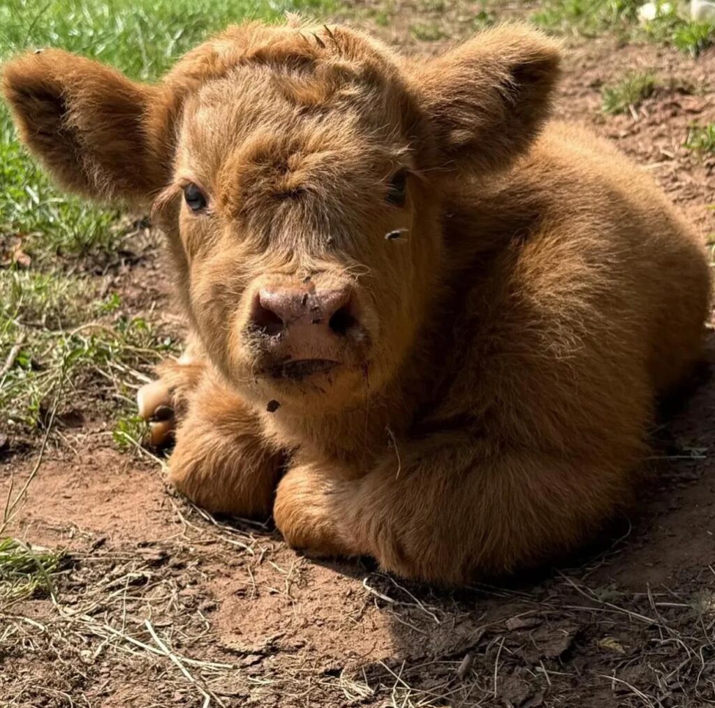are mini highland cows good pets