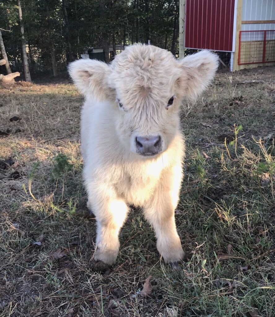mini highland cow mud control and healthy pasture management