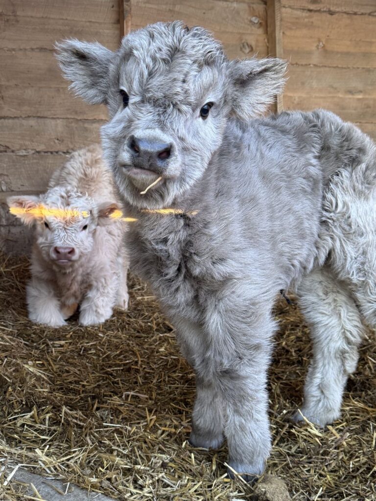 mini highland cow milk production