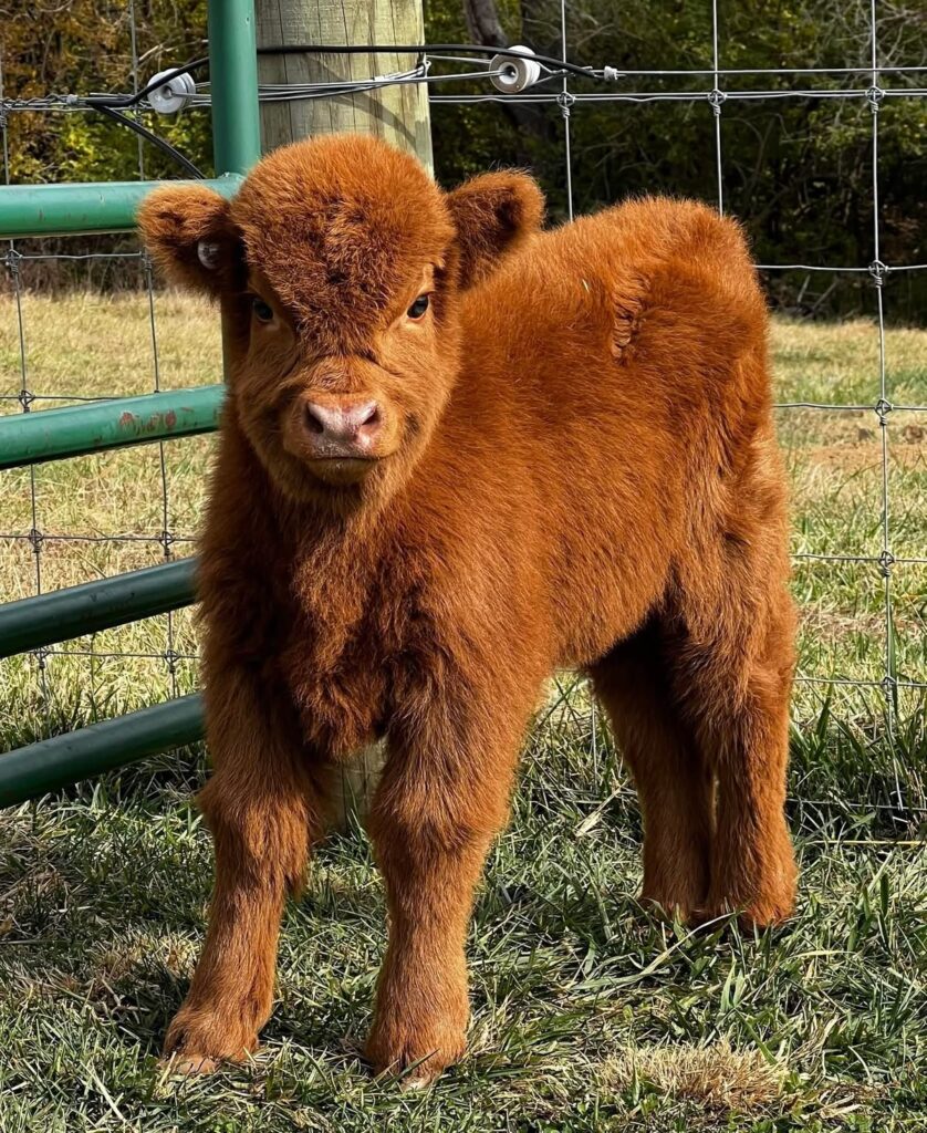 Mini Highland Cow Business Plan: 9 Powerful Steps to Build a Profitable Farm (2026 Guide) 2 mini highland cattle farm layout