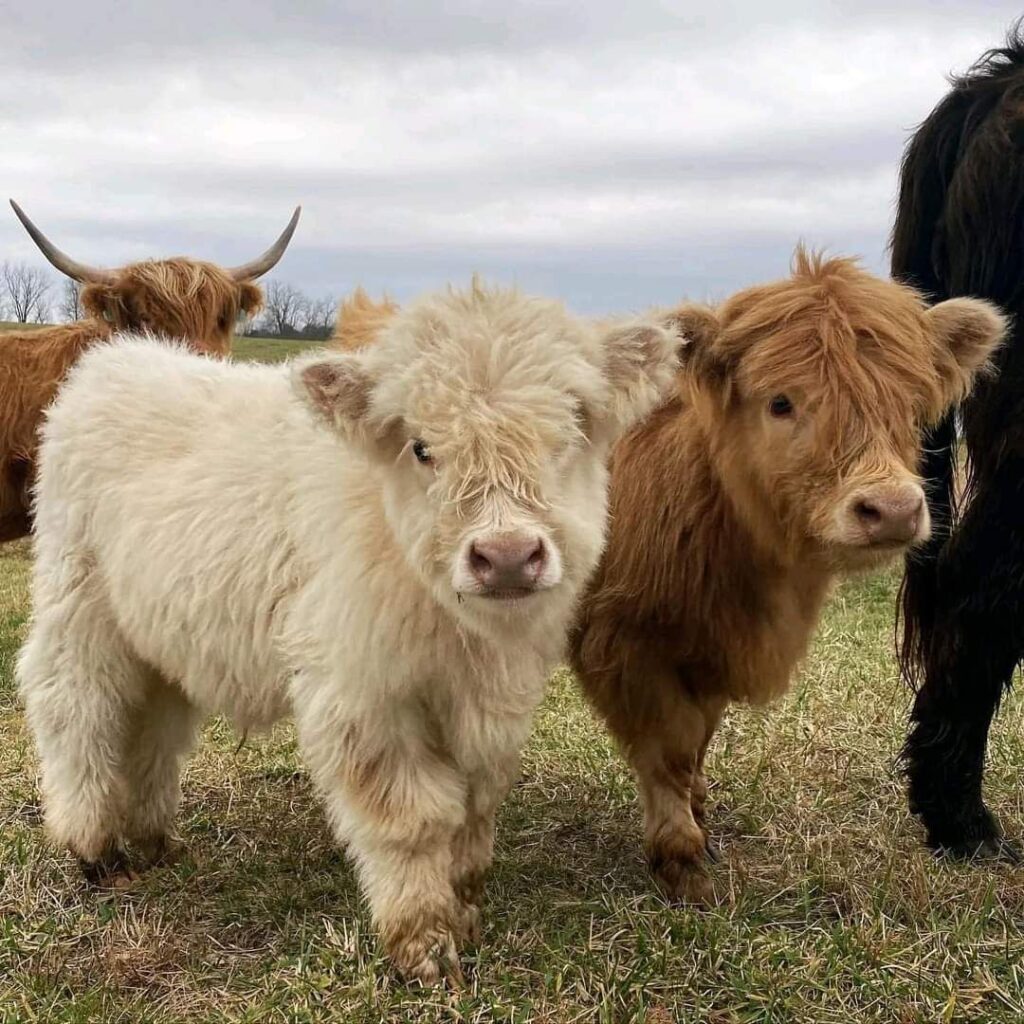Mini Highland Cow Business Plan: 9 Powerful Steps to Build a Profitable Farm (2026 Guide) 3 mini highland cow herd grazing