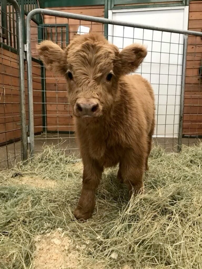 mini highland cow calving guide