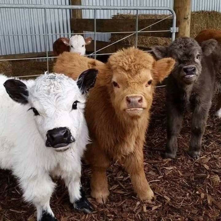 newborn mini highland calf