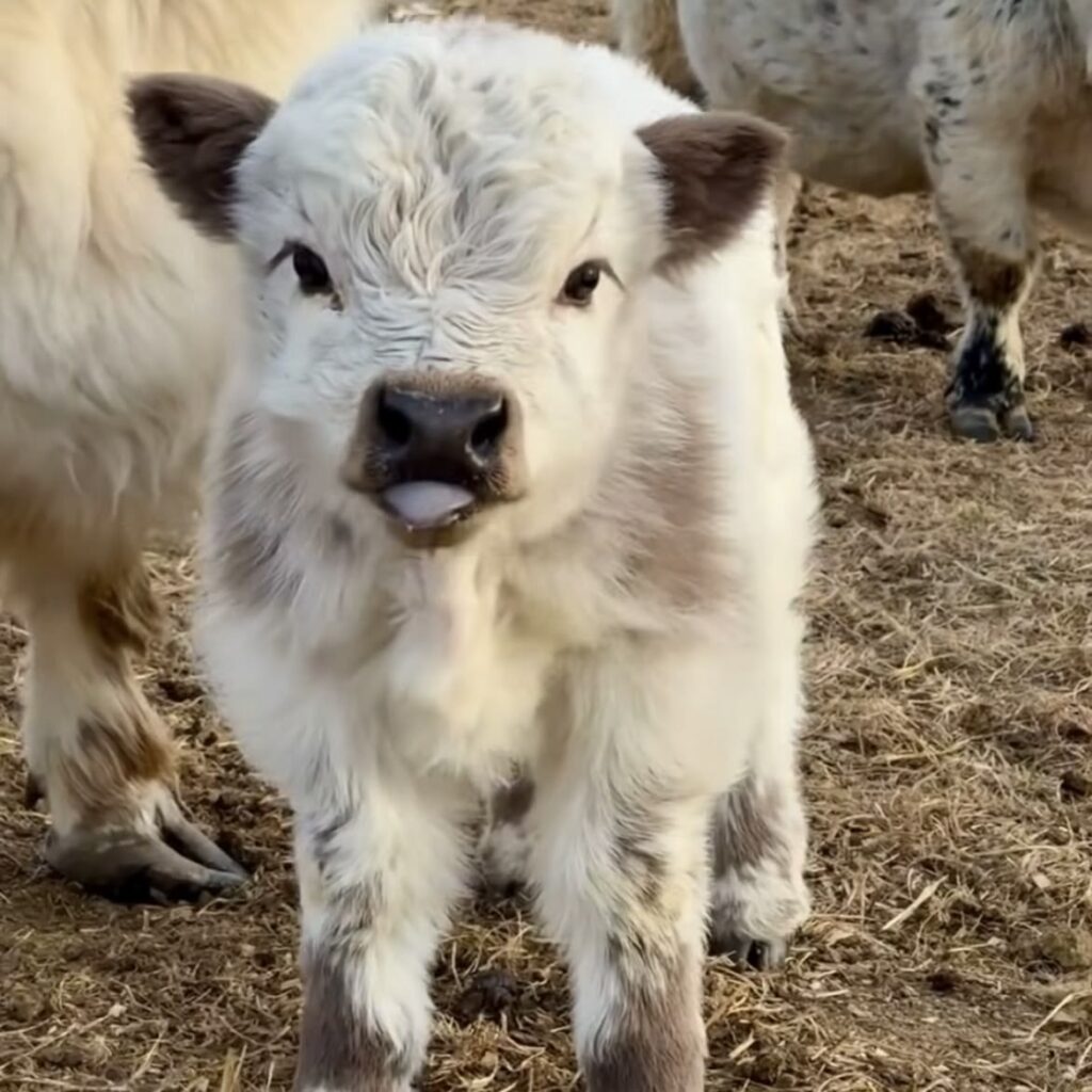 healthy mini highland calf care