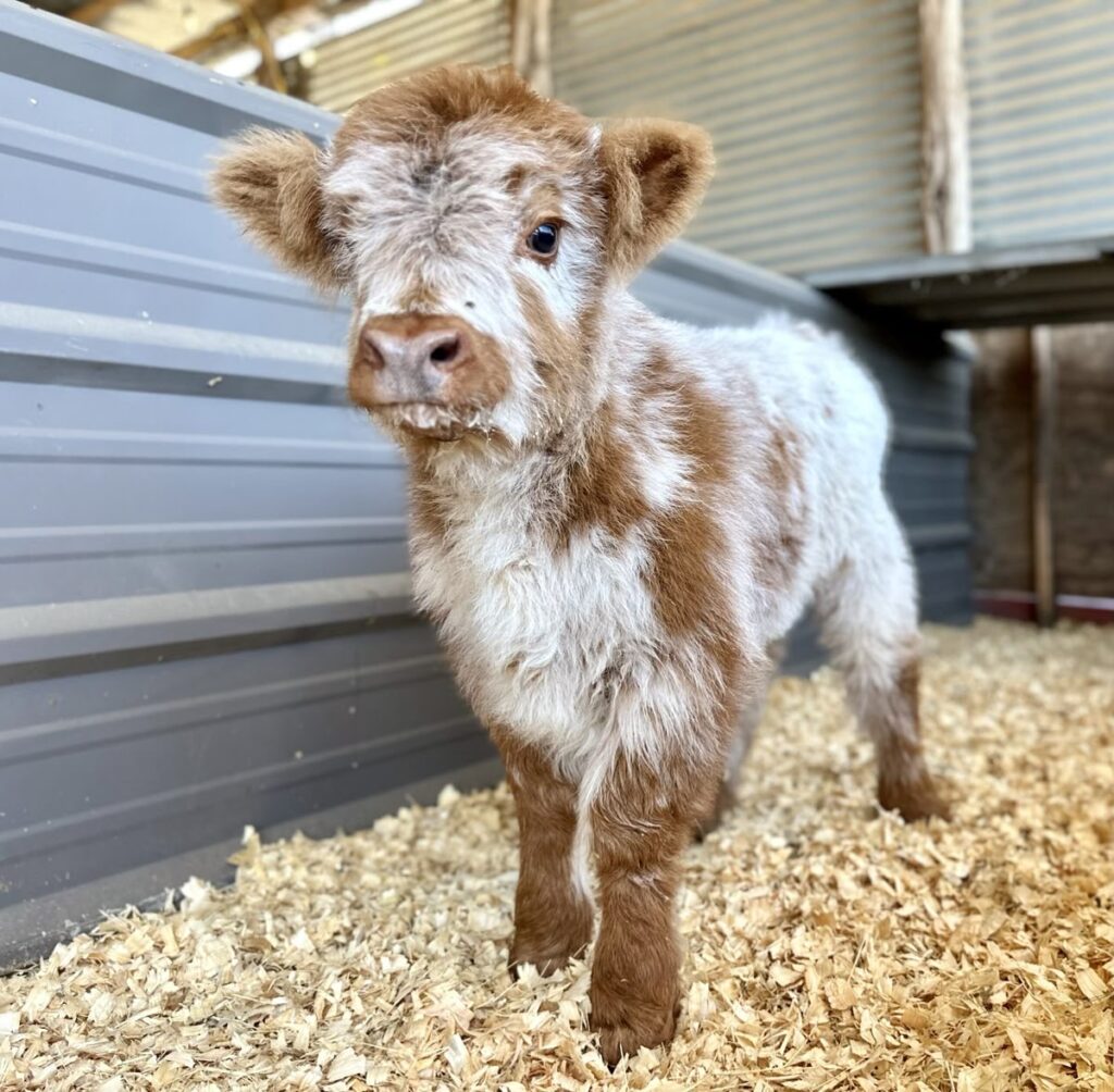 mini highland cow grooming tools