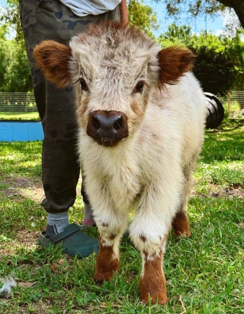 mini highland cow coat grooming