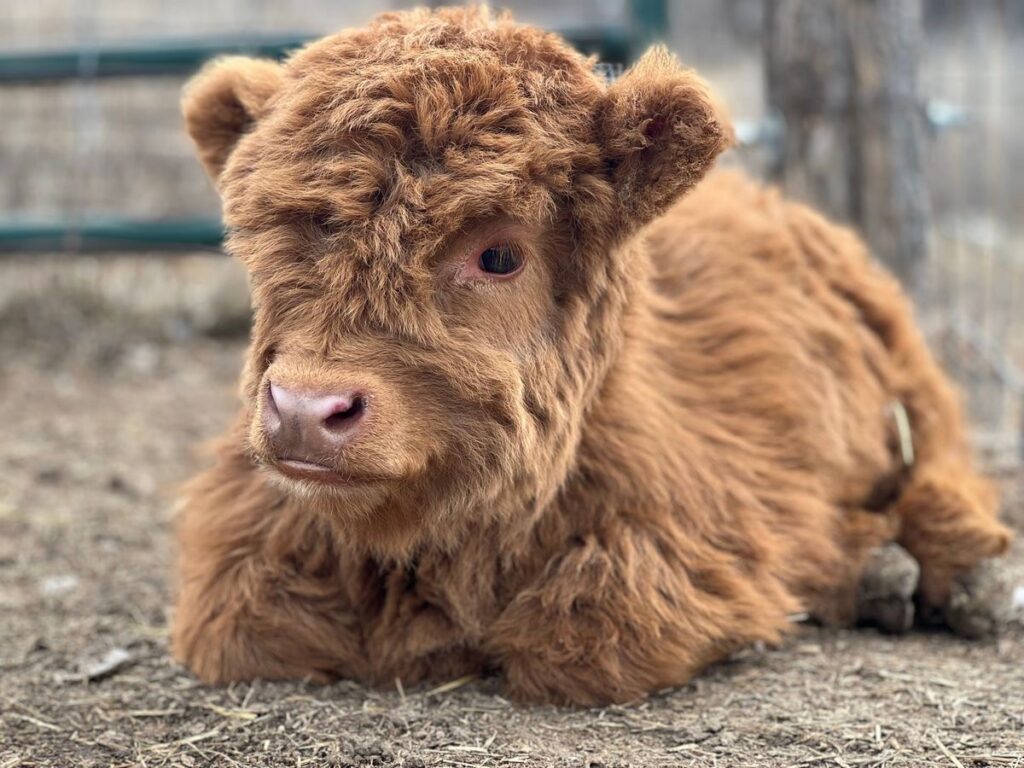 mini highland cow horn care