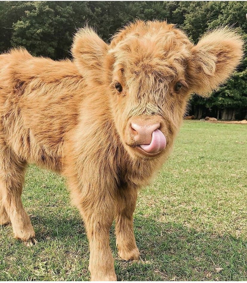 healthy mini highland cow horns