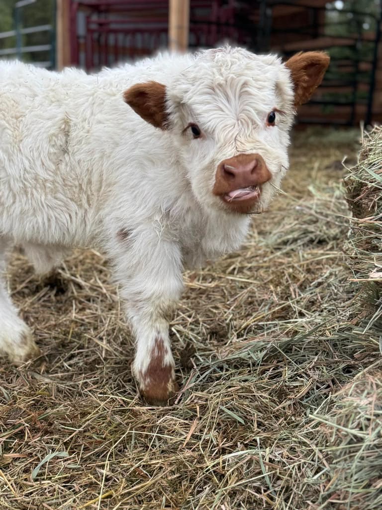 mini highland cattle horn maintenance