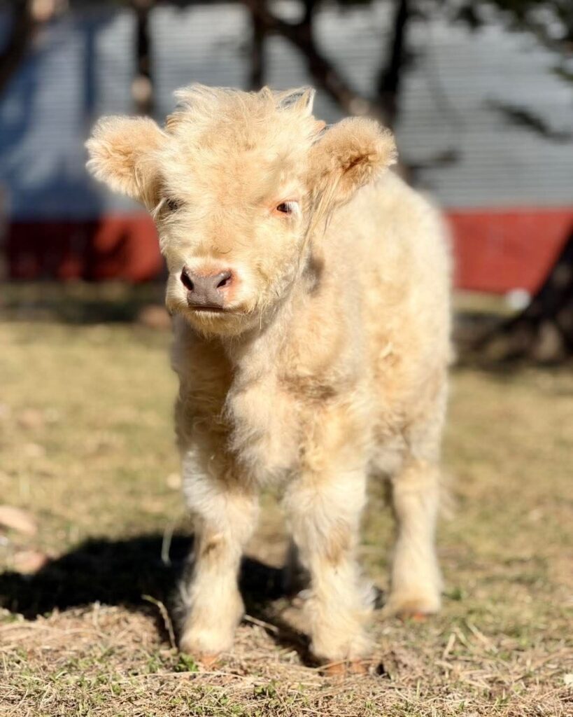 mini highland cow pasture rest periods and forage recovery