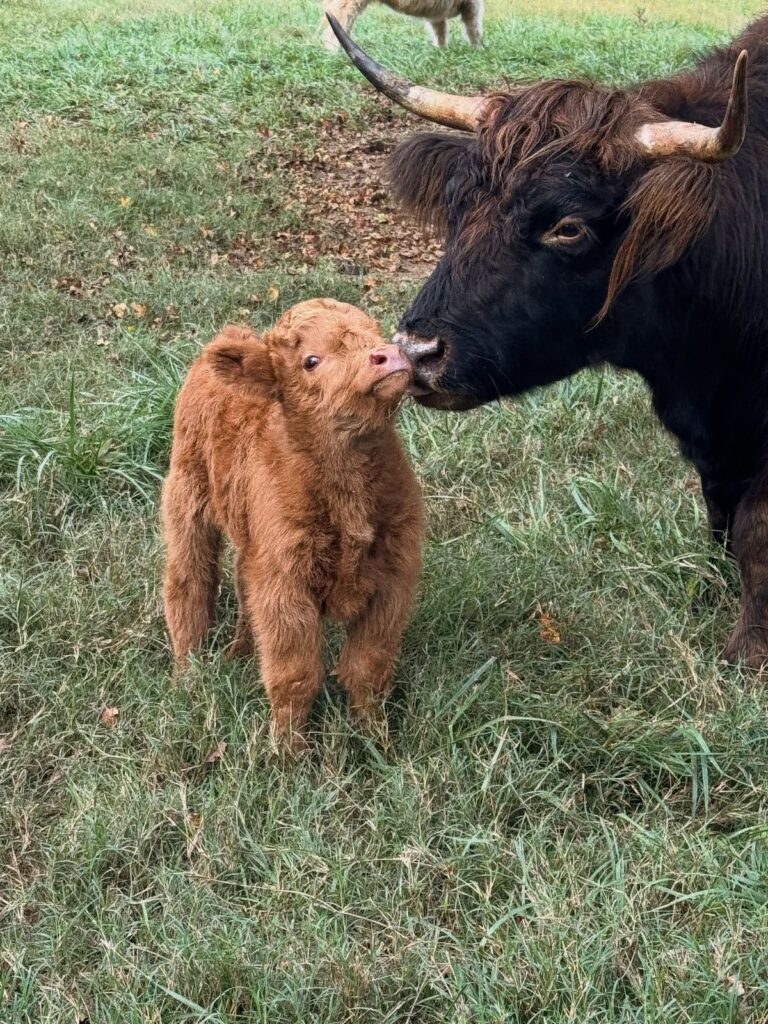 safe transport for mini highland cows