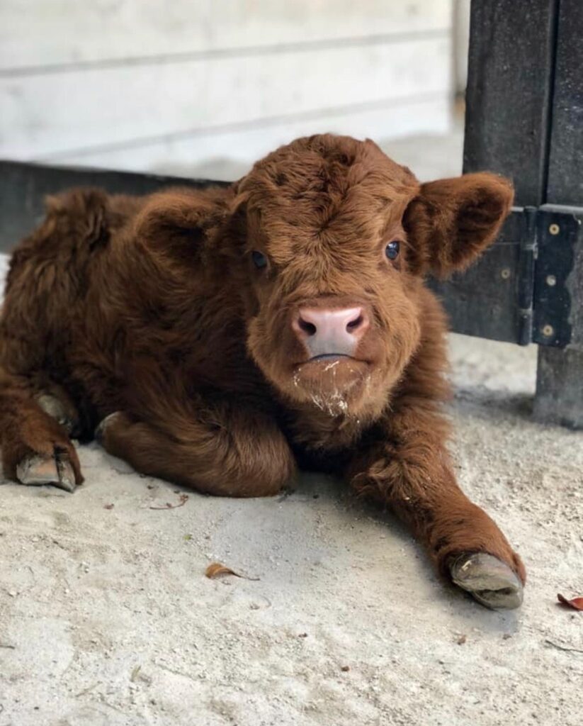 mini highland cow travel preparation
