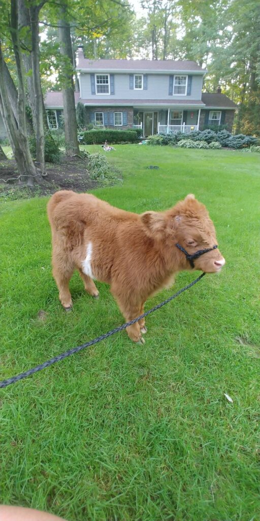 mini highland cow pasture rotation