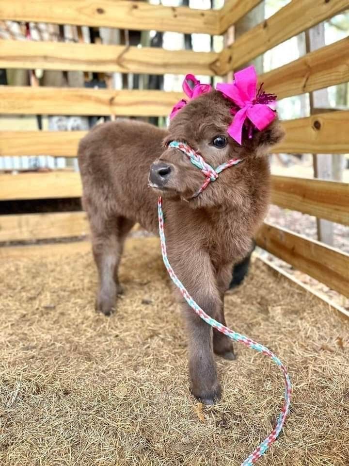 mini highland cattle grazing system