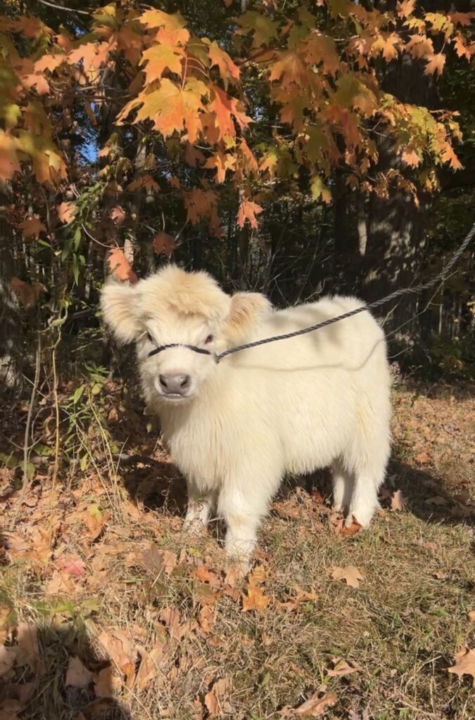mini highland cow rotational grazing and pasture recovery