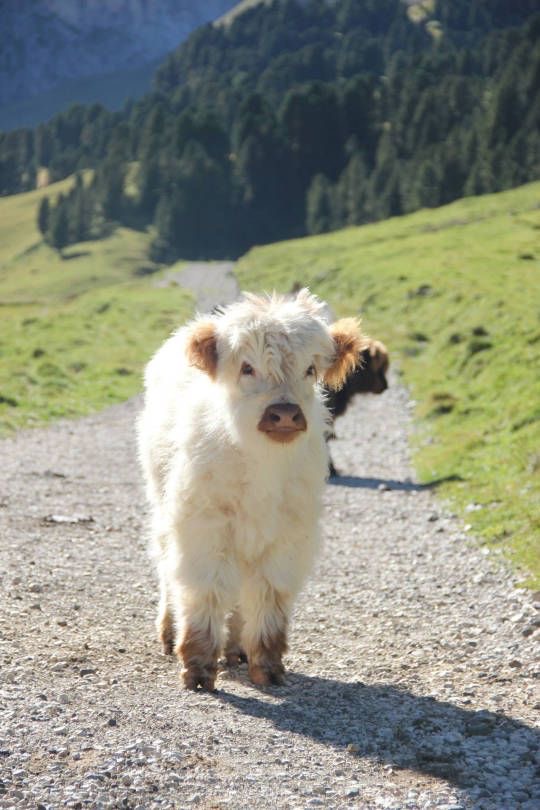 mini highland cow hoof trimming
