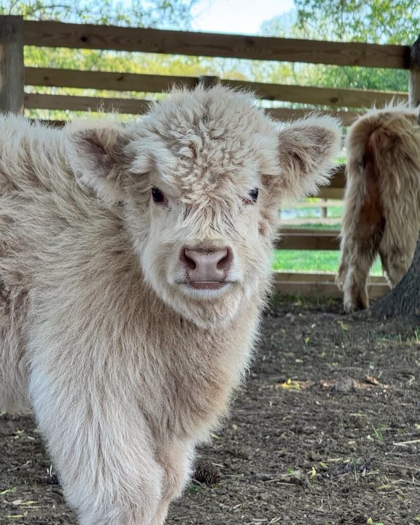 cattle hoof care
