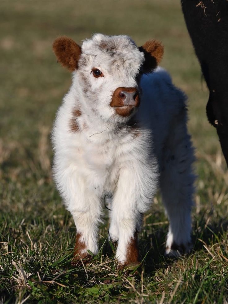 mini highland hoof maintenance