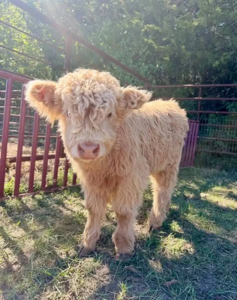 newborn mini highland calf