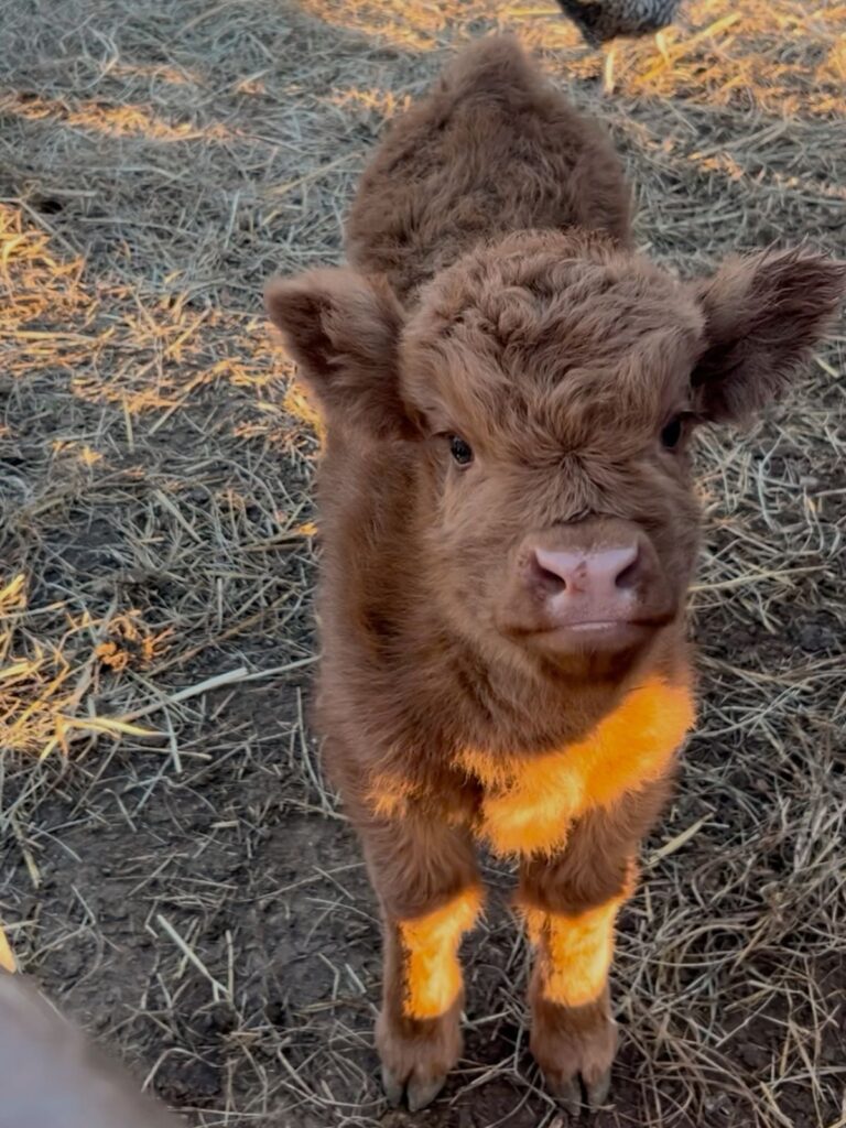 mini highland cow farm mud prevention setup