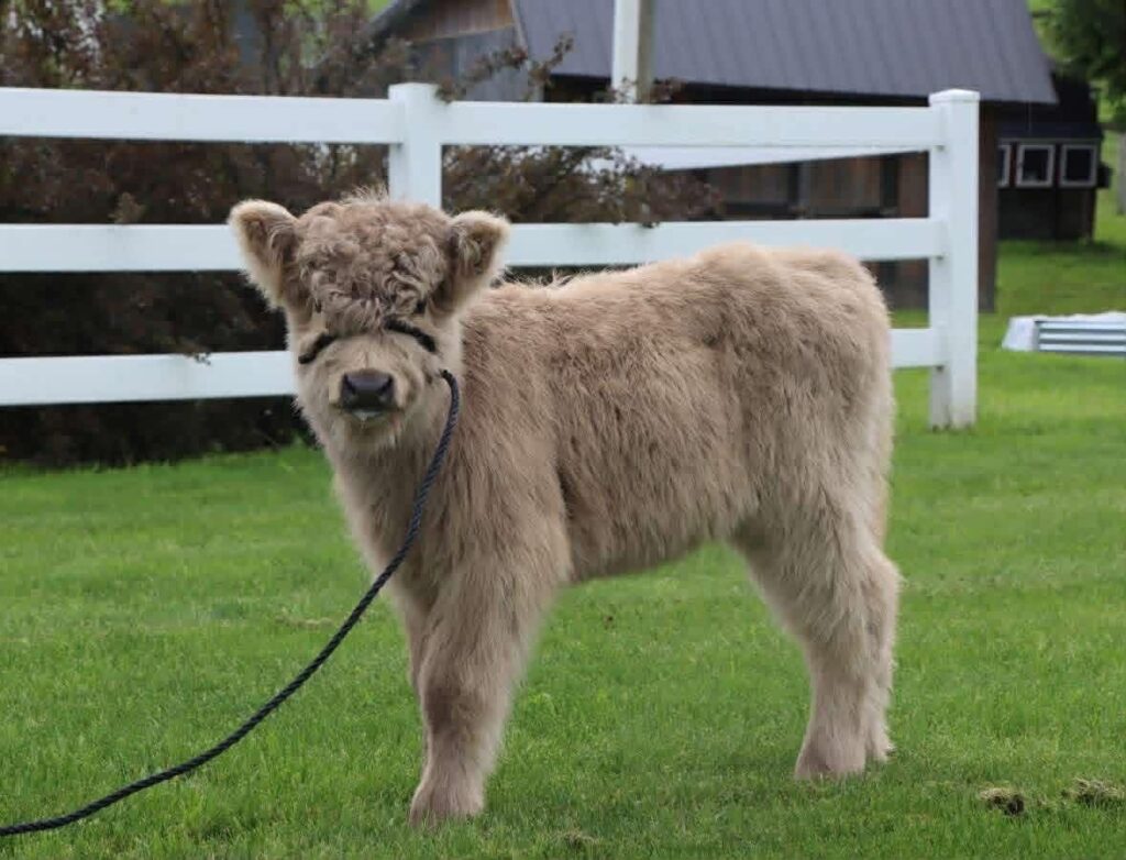 Mini Highland Cow Minerals Guide: 10 Essential Nutrients for Healthier Cattle (2026 Guide) 3 mini highland cow essential mineral nutrition
