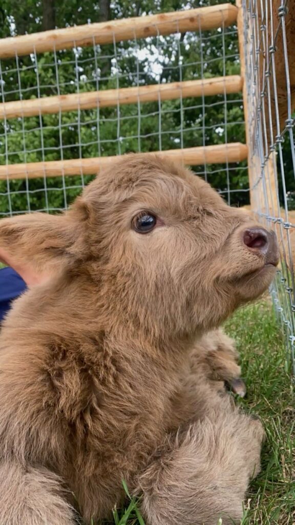 mini highland cow muddy pasture control guide