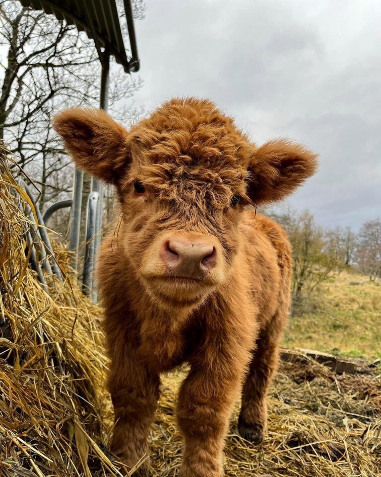 mini highland cow buyer checklist before purchase