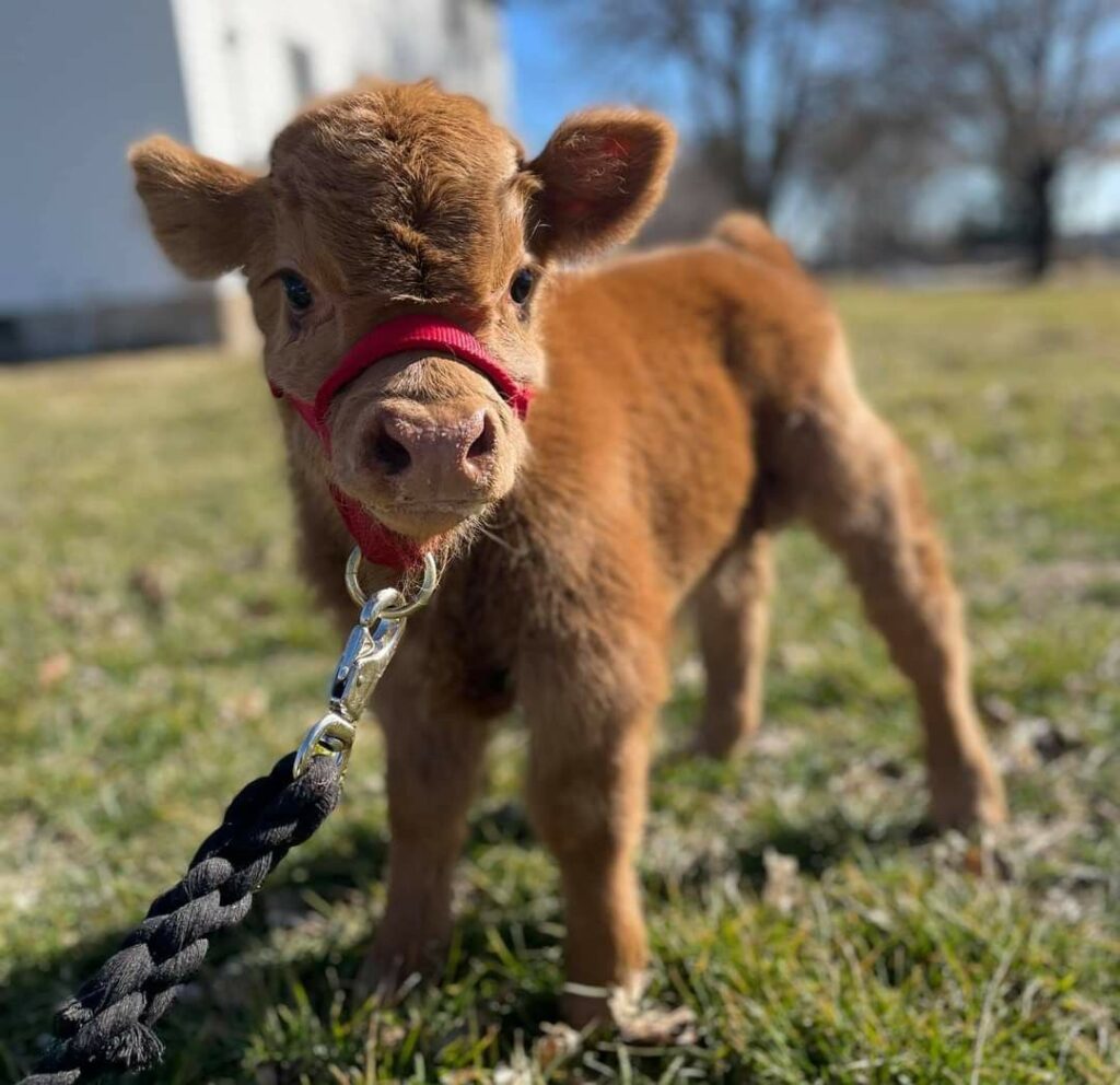 mini highland cow artificial insemination breeding guide