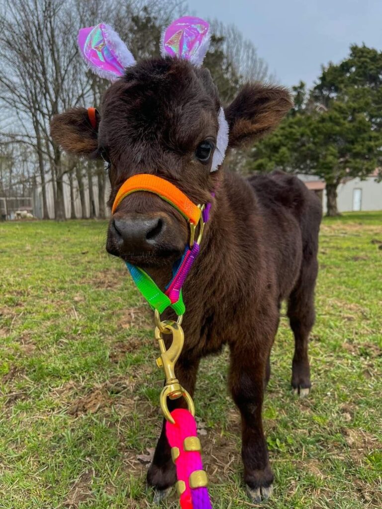 mini highland cow artificial insemination breeding guide