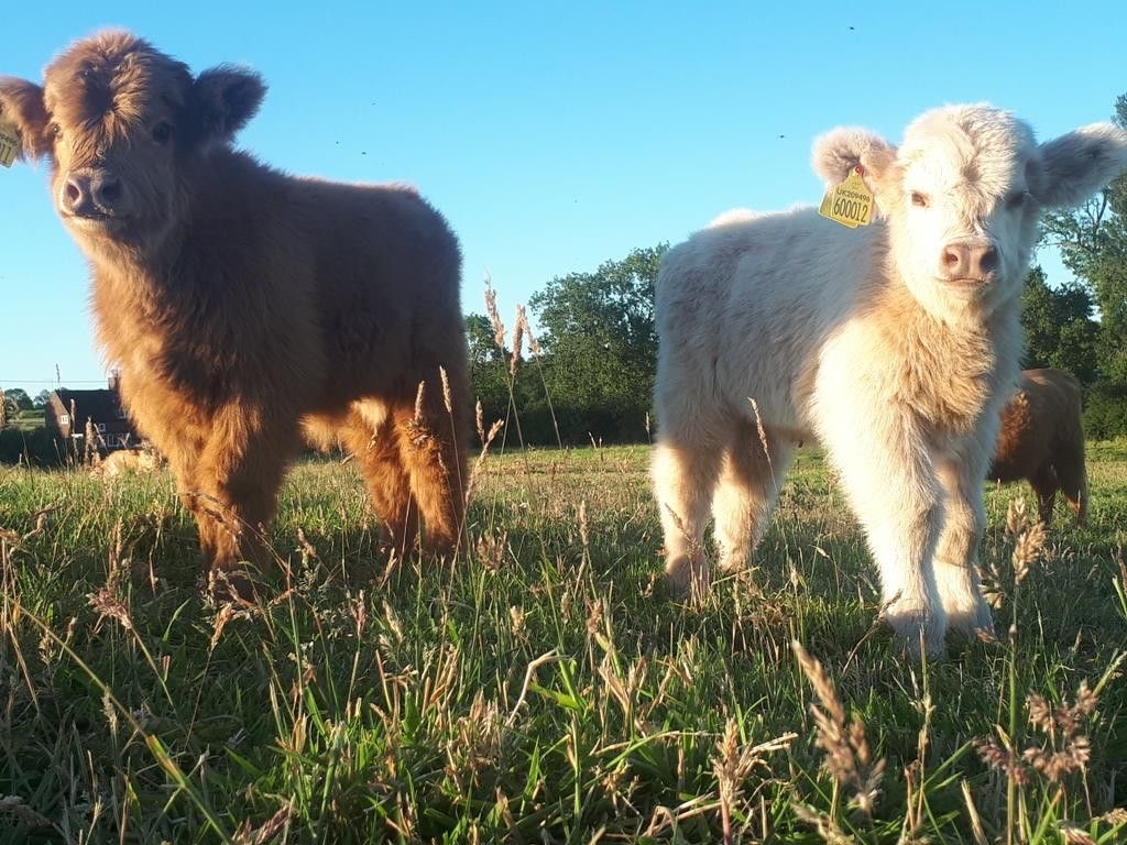 mini highland cow calving and newborn calf care