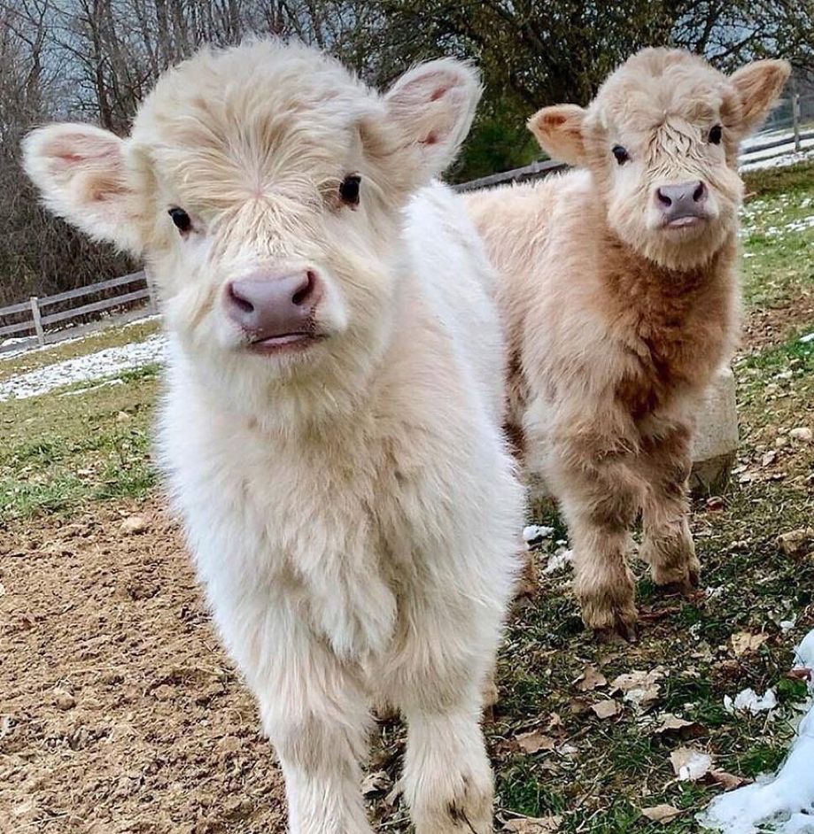 mini highland cow pregnancy management and breeding care