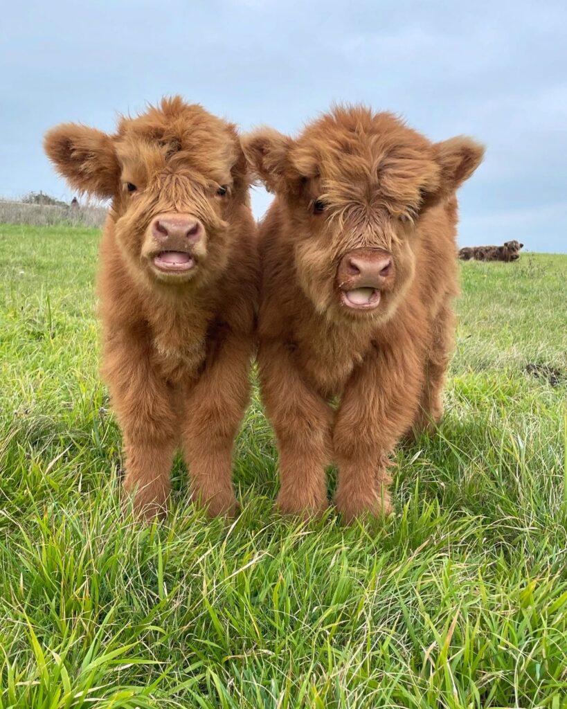 mini highland cow indoor shelter and bedding area